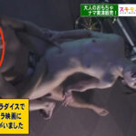 スキモノラボ利益還元SP完全版